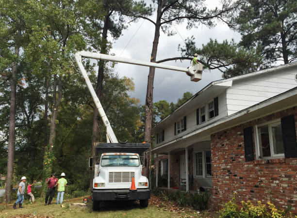 How Our Tree Care Process Works  in  Spring, TX