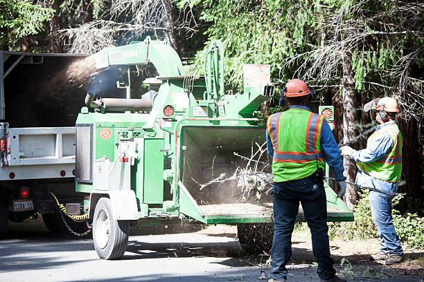 Trusted Spring, TX Tree Care Experts